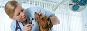 Veterinarian salary - highest paid veterinarians