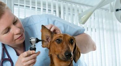 Veterinarian salary - highest paid veterinarians