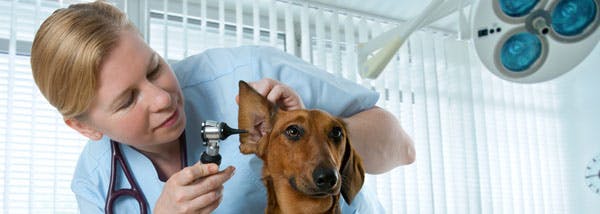 Veterinarian salary - highest paid veterinarians