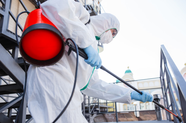 Top 4 questions to ask before choosing a mold removal service