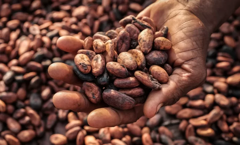Cocobod invests ¢943m in cocoa rehabilitation confident of producing 800k. Webp