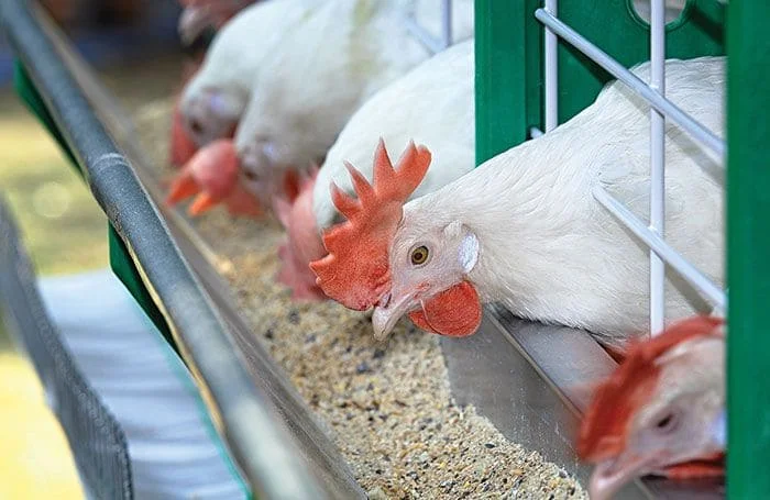 Poultry feed companies