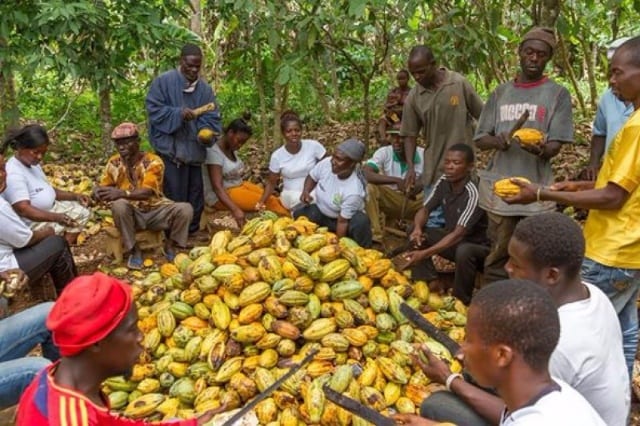 Cocoa farmers demand an increase in the prices of cocoa