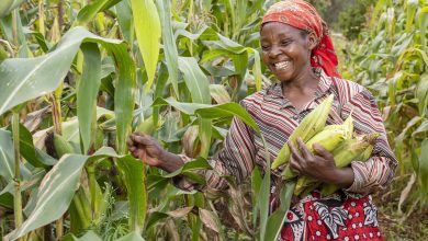 Moroccan AgriTech Startup Sand to Green Secures $50K Grant to Boost Sustainable Farming Expansion 7 Moroccan agritech startup sand to green secures 50k grant to