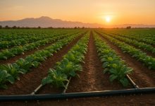 Ellah Lakes Seeks N235 Billion in Landmark Offer to Strengthen Nigeria’s Agro-Industrial Sector 3 Smart irrigation policies lessons from morocco