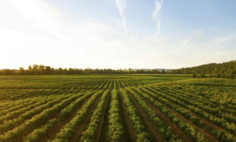 Innovate47 launches 65m backed food agri accelerator as africa faces