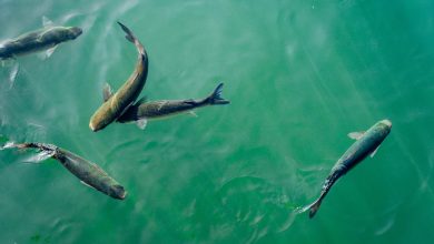 Dutch firm aqua spark closes 48m fund to scale sustainable fish