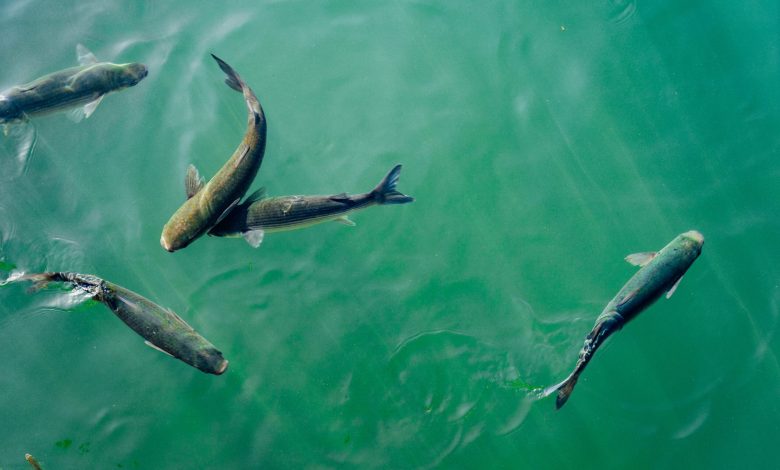 Dutch firm aqua spark closes 48m fund to scale sustainable fish